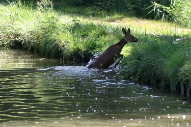 A deer in the Canal du Centre in 2010.