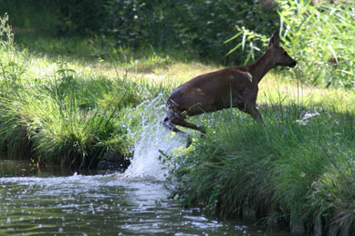 A deer in the Canal du Centre in 2010.