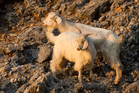 Turkey: sailing on Alma with Helen & Iain in July 2013. Goats at 'Goat Bay'