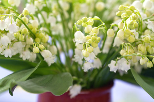 Lily of the Valley given to Pete in April 2015.