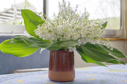 Lily of the Valley given to Pete in April 2015.