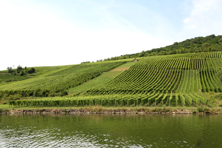 The Moselle: Grape vines along the river bank in 2013.