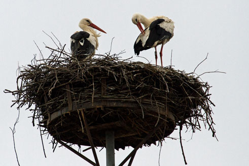 Storks on the canal to Strasbourg in June 2013.