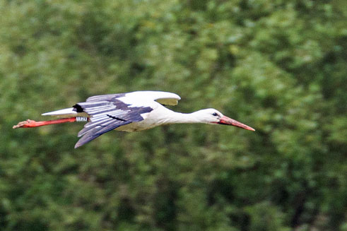 Storks on the wing near Strasbourg in June 2013.